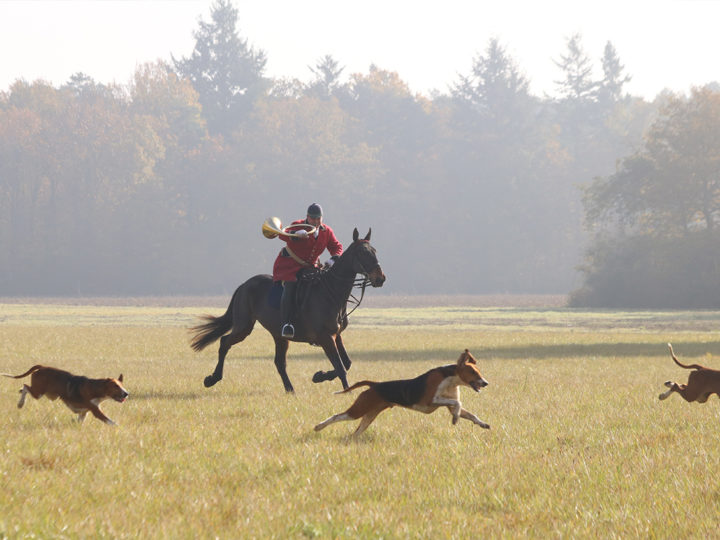 Vénerie du cerf en zone périurbaine : photo 1